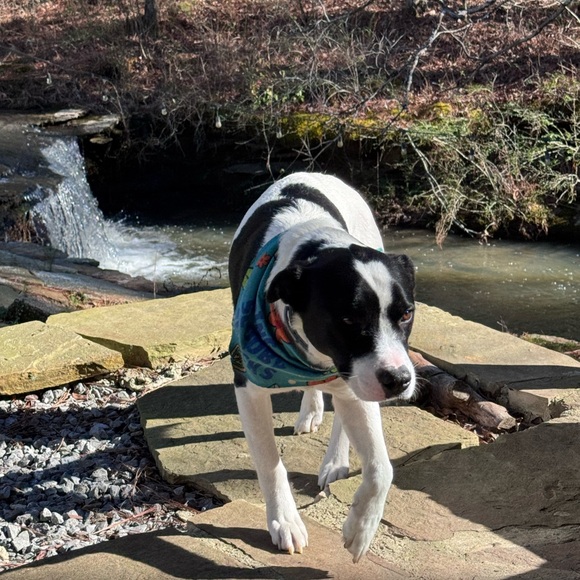 Live Show Flyer 🖤 - Picture 6 of 6